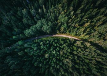 Piantare alberi? Certo che sì, ma poi…