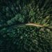 Piantare alberi? Certo che sì, ma poi…