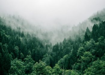 Piantate alberi sì, basta che ci sia terra.