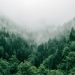 Piantate alberi sì, basta che ci sia terra.