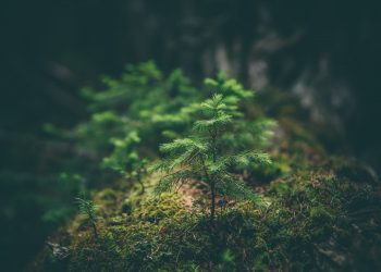 Piantate alberi sì, basta che ci sia terra.