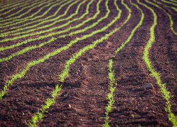 Torniamo alla terra? Si basta che torniamo a investire
