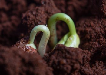 Come consumare di meno e guadagnare di più? Con i biostimolanti, per esempio. Tre domande a Camilla Corsi Head CP Research Syngenta