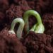 Come consumare di meno e guadagnare di più? Con i biostimolanti, per esempio. Tre domande a Camilla Corsi Head CP Research Syngenta