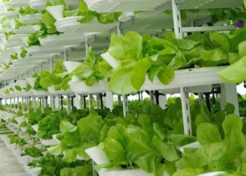 Come funziona l’agricoltura verticale? Ce lo racconta Luca Travaglini della Planet Farms.