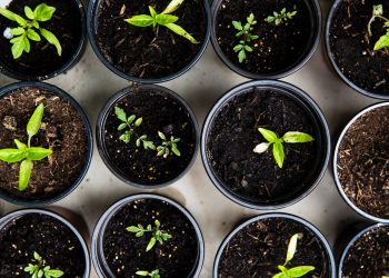 Ma se per l’agricoltura utilizzassimo meno campagna e più città? Forse è arrivato il momento dell’agricoltura cittadina.