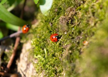 Le cose naturali vengono da lontano e ciò crea dei paradossi, vedi il caso delle piretrine, raccontato da Albero Guidorzi.