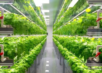 Ma se invece di distese di campi, il grano lo coltivassimo in verticale?