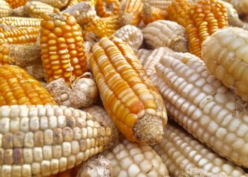 Storia di un concorrente del grano, il mais.