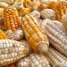 Storia di un concorrente del grano, il mais.
