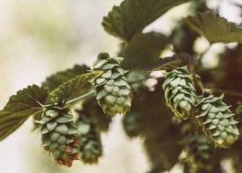 La prima testimonianza scritta della birra: all’epoca si usava la cannuccia