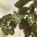 La prima testimonianza scritta della birra: all’epoca si usava la cannuccia