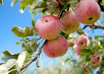 Come funziona il melo, la pianta che ci accompagna da millenni