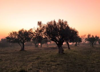 Il metodo scientifico, ovvero, a proposito di olivo e democrazia, elenco di ragioni per preferire il metodo Bucci in opposizione a quello di Cacciari.