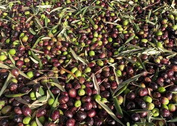 L’olio e (è) la democrazia