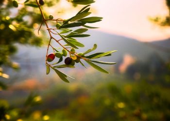 L’olio e (è) la democrazia