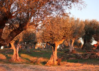 Mio nonno ha sognato un olivo bruciatoTratto da: Il Fuoco Invisibile– storia umana di un disastro naturale (Rizzoli).