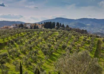Il caso Xylella, storia umana di un disastro naturale, ovvero perché l’emotività è un problema per la verità