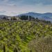 Il caso Xylella, storia umana di un disastro naturale, ovvero perché l’emotività è un problema per la verità