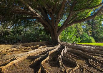 Gli alberi monumentaliTratto da Le meraviglie dei boschi italiani. Guida sentimentale al patrimonio forestale (Altra Economia)