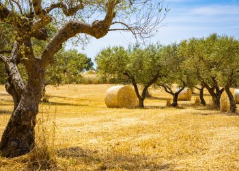 Domande e risposte sulla Xylella