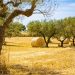 Domande e risposte sulla Xylella