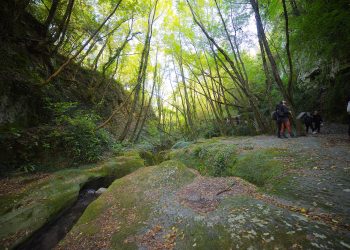 Le foreste italiane in numeri