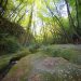 Le foreste italiane in numeri