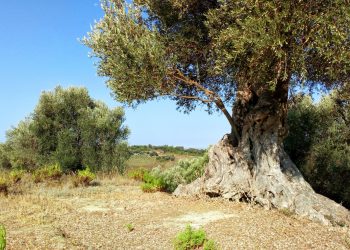 Il caso Xylella, storia umana di un disastro naturale, ovvero perché l’emotività è un problema per la verità.