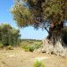 Il caso Xylella, storia umana di un disastro naturale, ovvero perché l’emotività è un problema per la verità.