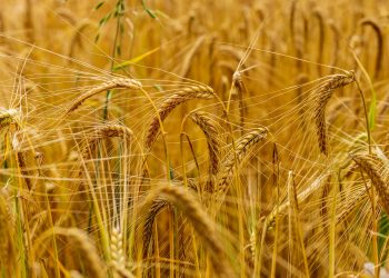 Come sta il grano?