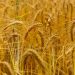 Come sta il grano?
