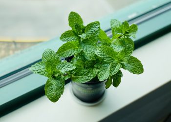 Le virtù magiche della menta.