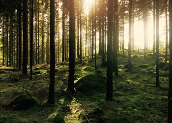 La straordinaria, unica, inimitabile voce delle foreste, raccontata da Matteo Garbelotto (Director U.C. Berkeley Forest Pathology and Mycology Laboratory)