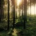 La straordinaria, unica, inimitabile voce delle foreste, raccontata da Matteo Garbelotto (Director U.C. Berkeley Forest Pathology and Mycology Laboratory)