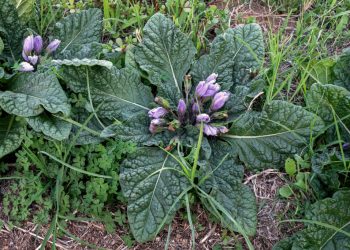 Le virtù della Mandragora, la pianta che faceva volare, e non solo.