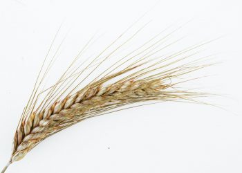 Zitti un po’, parla il grano.