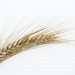 Zitti un po’, parla il grano.
