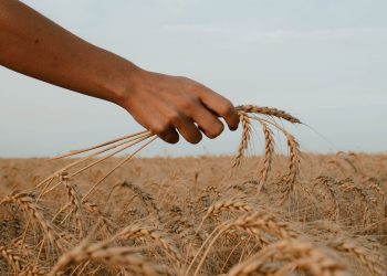 Zitti, parla il grano, finalmente