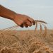 Zitti, parla il grano, finalmente