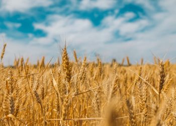 Zitti tutti, ora facciamo parlare il grano (intervista impossibile al grano, con la voce di Pasquale De Vita, CREA Foggia)