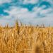 Zitti tutti, ora facciamo parlare il grano (intervista impossibile al grano, con la voce di Pasquale De Vita, CREA Foggia)