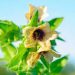 Le virtù della Giusquiamo, un’altra erba, oltre alla Mandragora, che faceva volare.