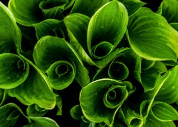 Nel laboratorio ci sono le idee, “in campo” la vita