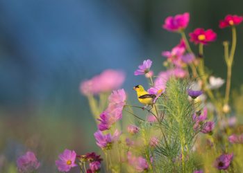 Quanti fiori nascono dal letame?