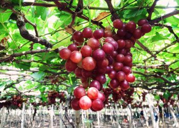 Tutto, ma proprio tutto sull’uva da tavola: spiegata bene dall’agronomo Giuseppe Cacucci.
