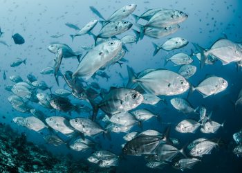 Come è profondo il mare! Ma gli allevamenti di acquacoltura invece…