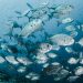 Come è profondo il mare! Ma gli allevamenti di acquacoltura invece…