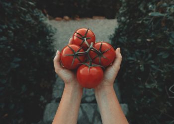 Cosa ci raccontano i pomodori?
