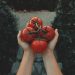 Cosa ci raccontano i pomodori?